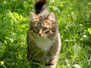 Katze S7