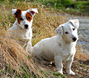 Hunde S7