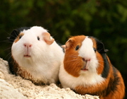 Meerschwein linke Seite B2