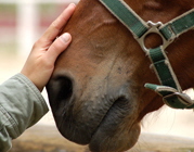 Pferd + Hand S 5