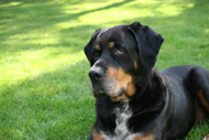 Schwarz Hund S5